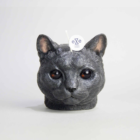 American Shorthair Black Cat