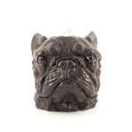 French Bull Dog // Black