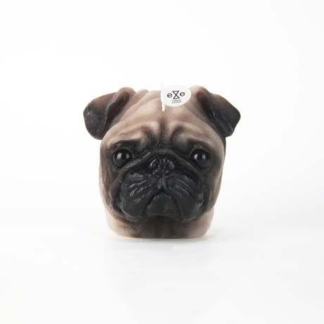 Pug // Color