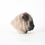 Pug // Color