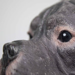 Staffordshire-Bull Terrier // Dark Grey