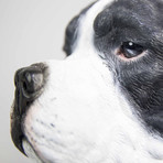 Staffordshire Bull Terrier // Black + White