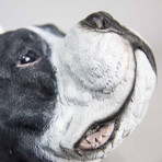 Staffordshire Bull Terrier // Black + White