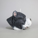 Staffordshire Bull Terrier // Black + White