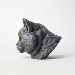 American Shorthair Black Cat