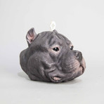 Staffordshire-Bull Terrier // Dark Grey