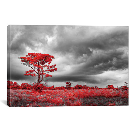 Red Tree - Sao Paulo, Brazil // Glauco Meneghelli (18"W x 12"H x 0.75"D)