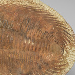 Large Genuine Trilobite Fossil From Morocco