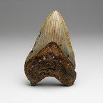Genuine Megalodon Shark Tooth // 0.62lbs