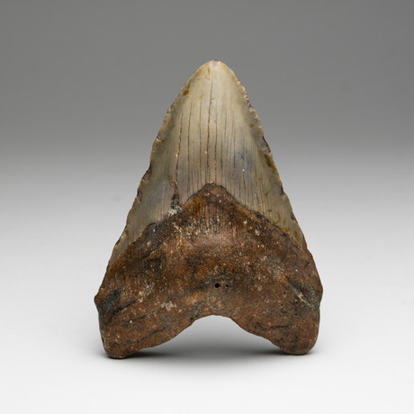 Genuine Megalodon Shark Tooth // 0.59lbs