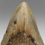 Genuine Megalodon Shark Tooth // 0.30lbs