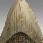 Genuine Megalodon Shark Tooth // 0.34lbs