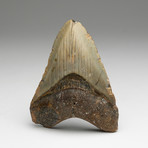 Genuine Megalodon Shark Tooth // 0.34lbs