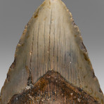 Genuine Megalodon Shark Tooth // 0.59lbs