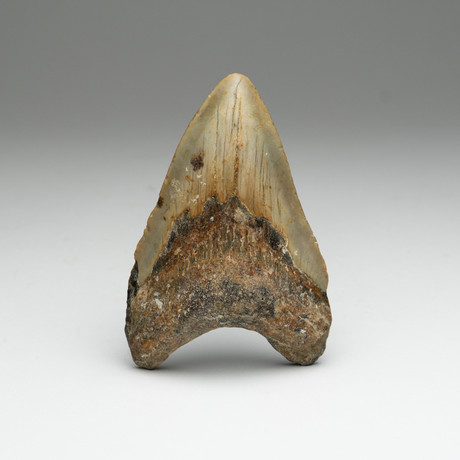 Genuine Megalodon Shark Tooth // 0.30lbs