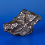 Campo del Cielo Meteorite From Argentina // 2.5lbs