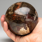 Polished Petrified Wood Sphere // On Stand
