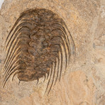 Large Genuine Trilobite + Starfish Fossil Wall-Plate from Morocco