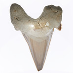 Large Fossil Shark Tooth // 60 to 45 million years old