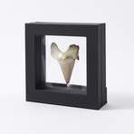 Large Fossil Shark Tooth // 60 to 45 million years old