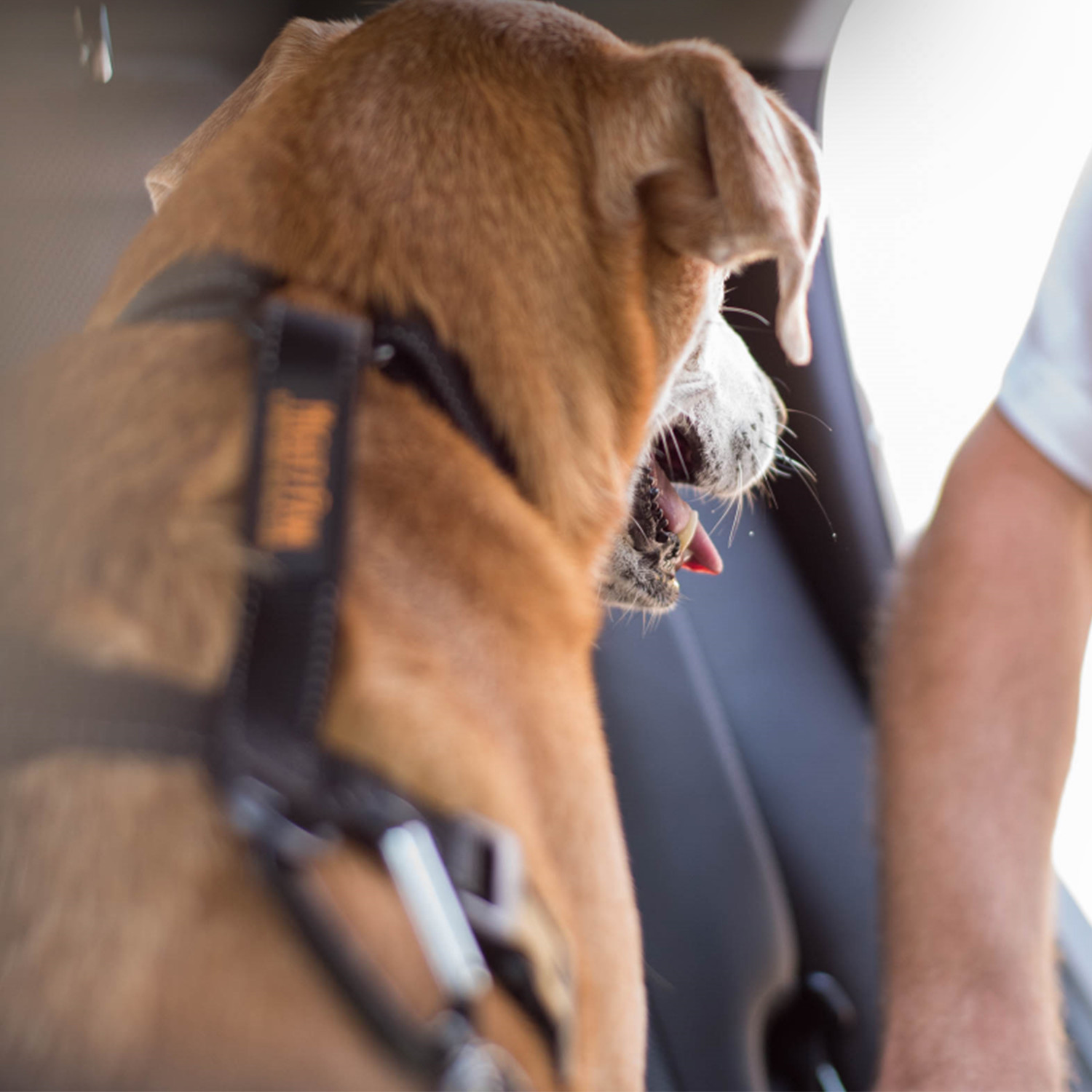 Mighty Paw Safety Belt // Set of 2 Mighty Paw Touch of Modern