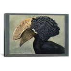 Abyssinian Crested Hornbill // Print Collection (26"W x 18"H x 0.75"D)