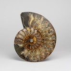 Calcified Ammonite Half from Madagascar // 1.5lbs