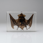 Genuine Bat in Acrylic