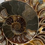 Calcified Ammonite Half from Madagascar // 1lbs