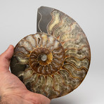 Calcified Ammonite Half from Madagascar // 1.5lbs