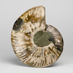 Calcified Ammonite Half from Madagascar // 1lbs