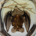 Genuine Hanging Bat with Twigs in Acrylic