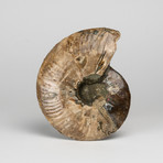 Calcified Ammonite Half from Madagascar // 0.5lbs