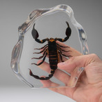 Genuine Black Scorpion in Acrylic