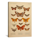 American Lepidoptera, Plate 3 by Print Collection