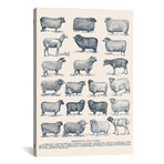 Representative Types of Sheep by Florent Bodart (18"W x 26"H x 0.75"D)