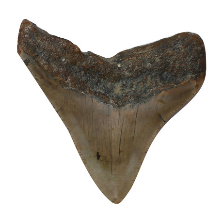 Original 10-15 Million Year Old Megalodon Tooth