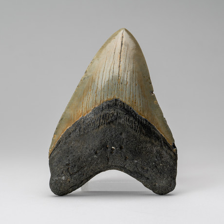 Megalodon Shark Tooth