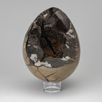 Polished Septarian Egg