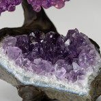 The Protection Tree // Amethyst Clustered Gemstone Tree on Amethyst Matrix (Small)