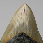 Megalodon Shark Tooth