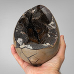 Polished Septarian Egg