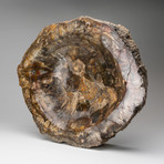 Petrified Wood Slice Bowl