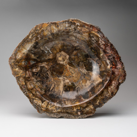 Petrified Wood Slice Bowl