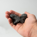 Campo del Cielo Meteorite // 0.5lbs.