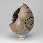 Polished Septarian Egg