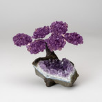 The Protection Tree // Amethyst Clustered Gemstone Tree on Amethyst Matrix (Small)