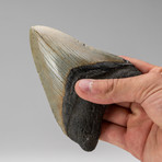 Megalodon Shark Tooth