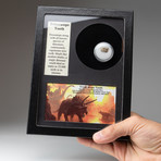 Triceratops Tooth + Display Frame