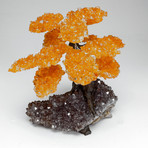 The Money Tree // Citrine Clustered Gemstone Tree on Amethyst Matrix (Small)